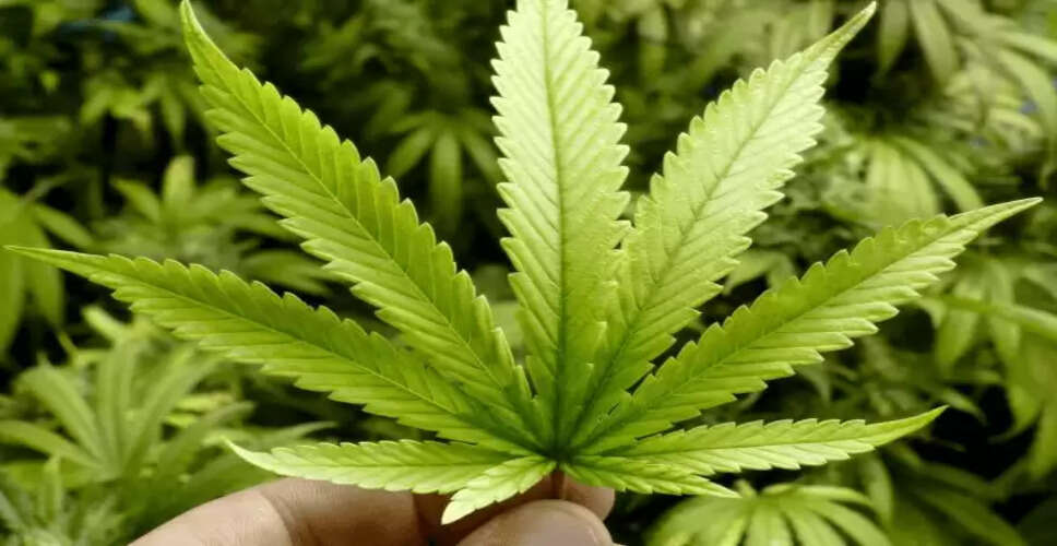 भांग के नशे से राहत पाने के प्रभावी घरेलू उपाय