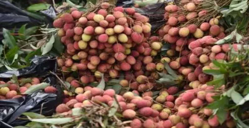 भारत की लिची निर्यात में नई उपलब्धि: कतर और दुबई के लिए पहली खेप भेजी गई