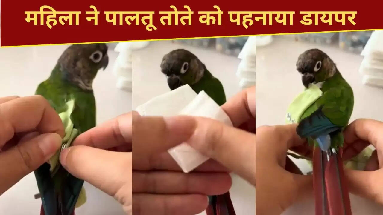 तोते का डायपर पहनने वाला मजेदार वीडियो वायरल