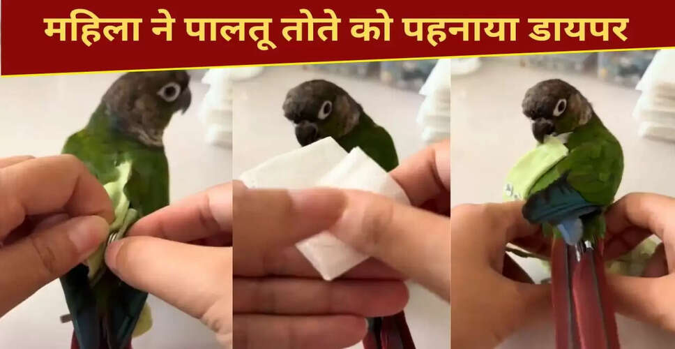 तोते का डायपर पहनने वाला मजेदार वीडियो वायरल