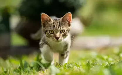 देहरादून में बिल्ली के बच्चों को लेकर पारिवारिक विवाद