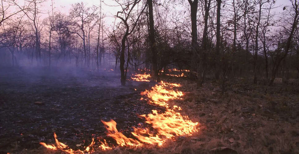 सिमी वैली में राष्ट्रपति लाइब्रेरी के पास आग की घटना