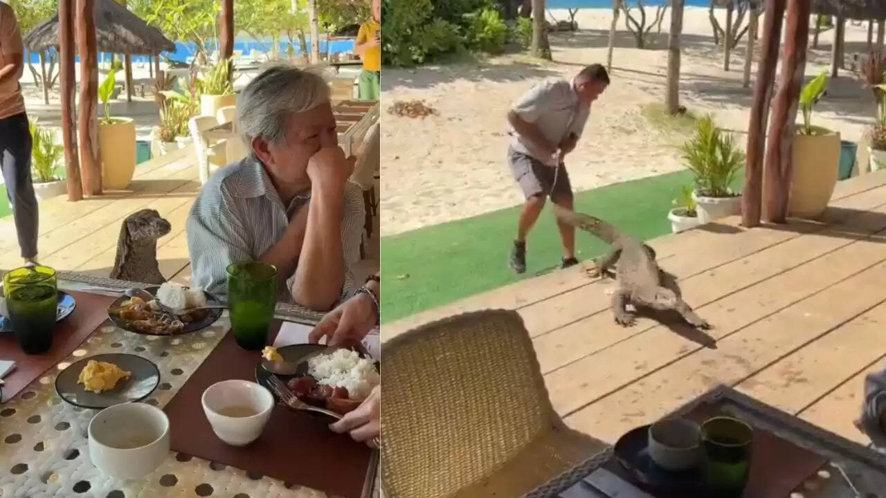 मॉनिटर लिजर्ड का अनोखा वीडियो: खाने की टेबल पर पहुंची छिपकली