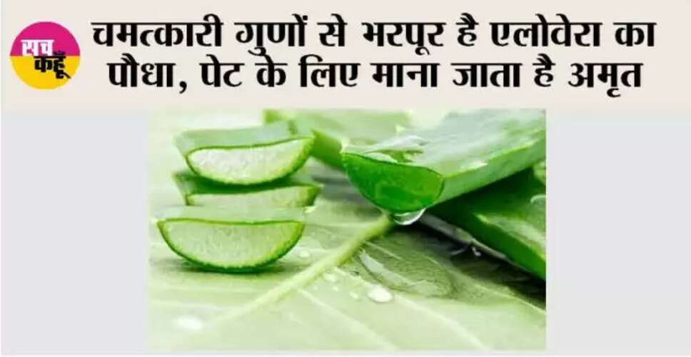 एलोवेरा के अद्भुत लाभ: स्वास्थ्य और सुंदरता के लिए फायदेमंद