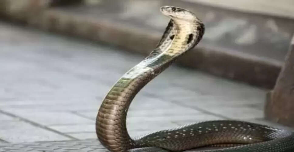 बिहार में एक साल के बच्चे ने कोबरा सांप को काटकर किया बेहोश