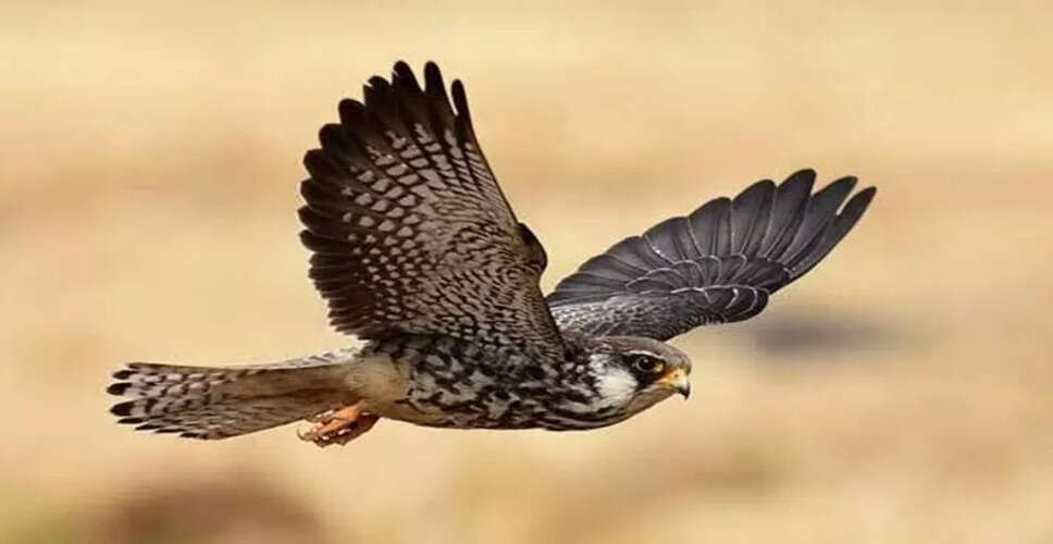 तमेंगलोंग में अमूर फाल्कन्स का आगमन: संरक्षण की दिशा में महत्वपूर्ण कदम