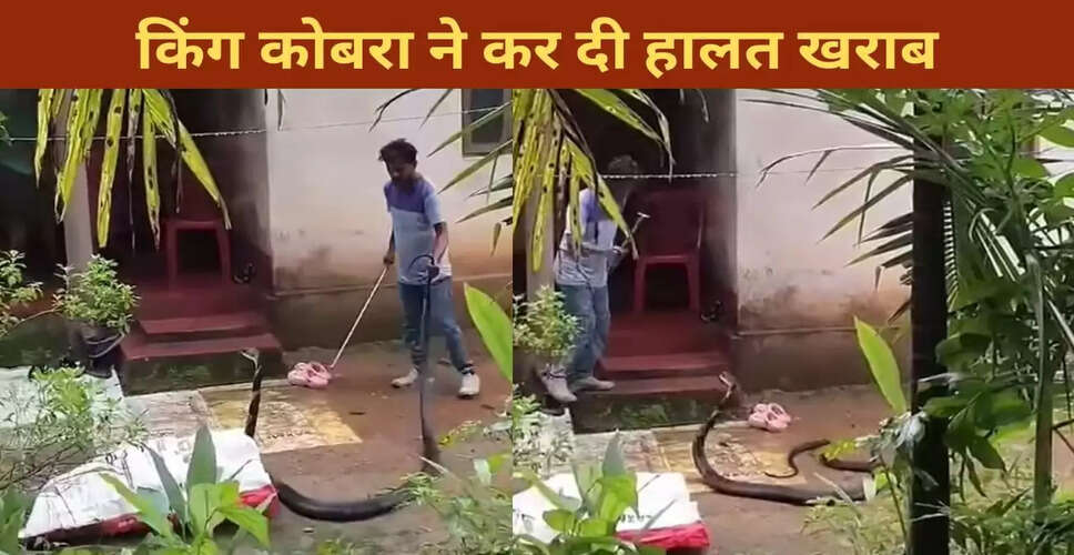 खतरनाक किंग कोबरा को पकड़ने की कोशिश का वायरल वीडियो