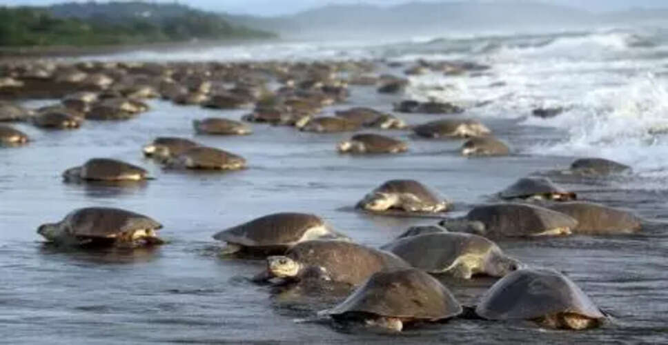 तमिलनाडु सरकार ने ओलिव रिडले कछुओं के संरक्षण के लिए 84 लाख रुपये की स्वीकृति दी