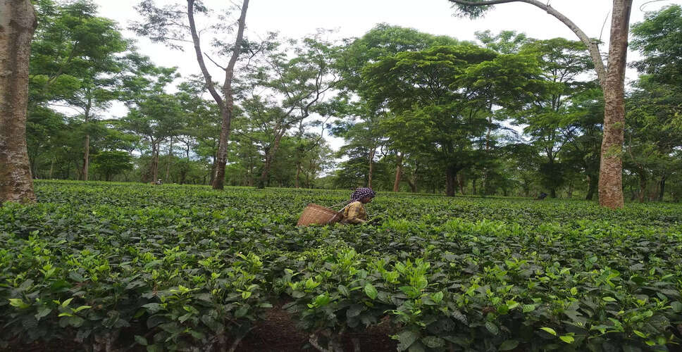टीकाकरण के लिए टीन्सुकिया में विशाल रैली की तैयारी