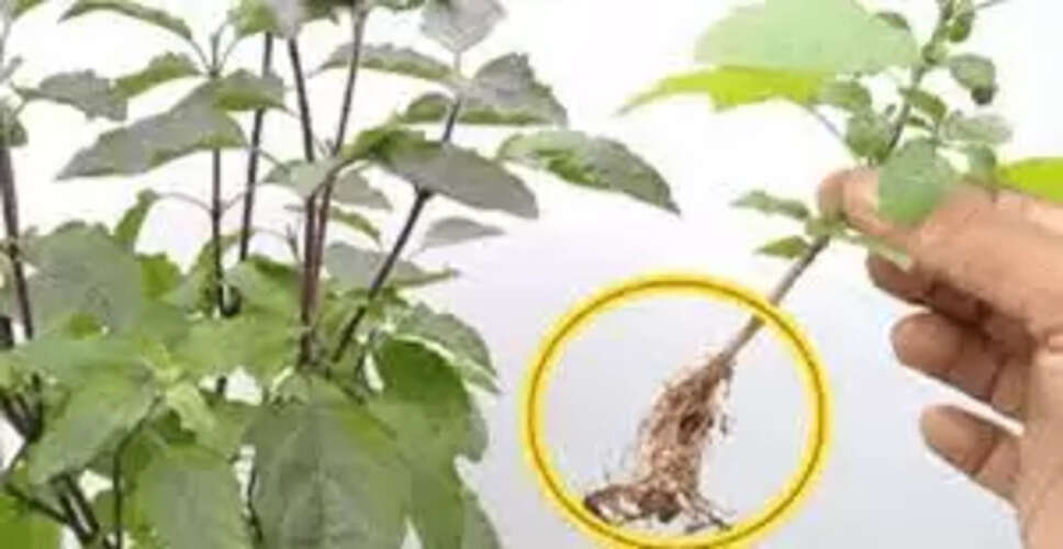 तुलसी का पौधा: घर में सुख और समृद्धि लाने का उपाय