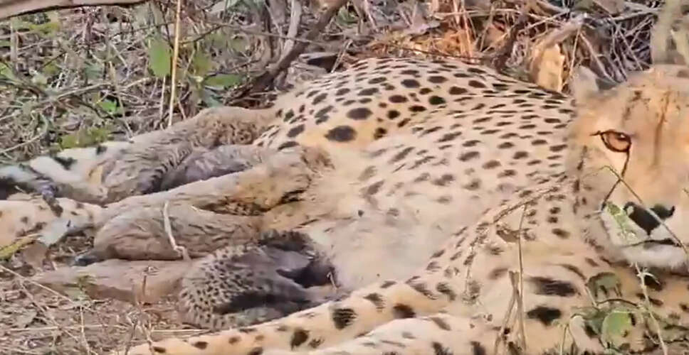 भारत में पहली बार मादा चीता मुखी ने जन्मे पाँच शावक, ऐतिहासिक उपलब्धि