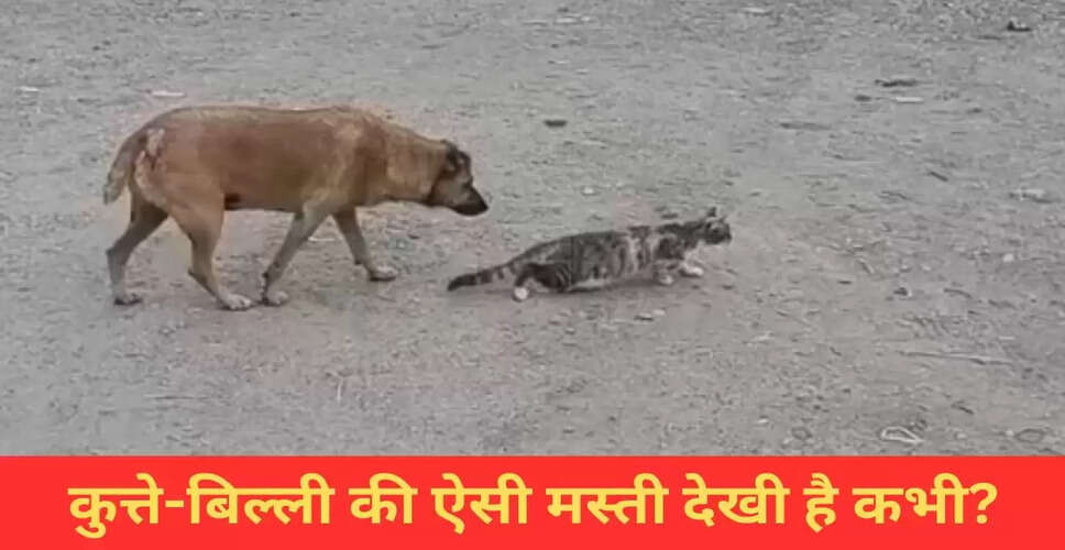 कुत्ते और बिल्ली की मस्ती का मजेदार वीडियो वायरल