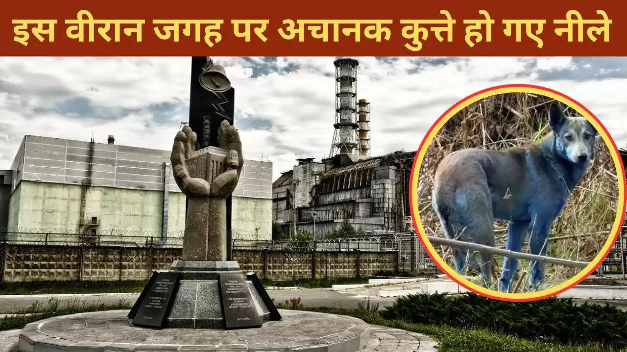 चेर्नोबिल में रहस्यमय नीले कुत्ते: क्या है इसका कारण?