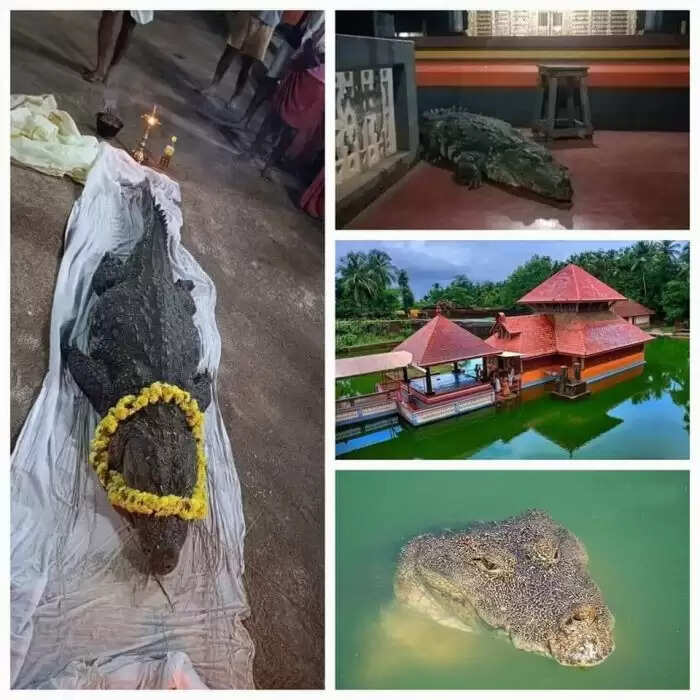 केरल के अनोखे शाकाहारी मगरमच्छ बाबिया का निधन