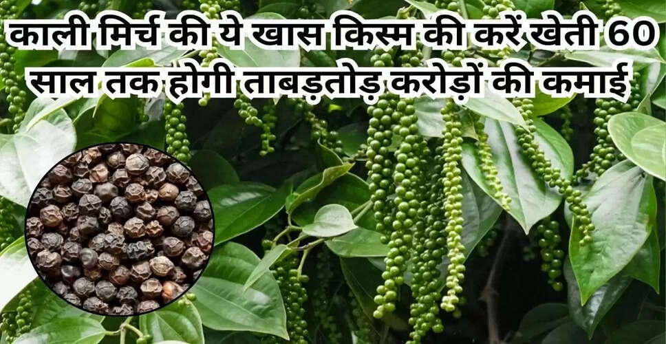काली मिर्च की MDBP-16 वैरायटी: किसानों के लिए लाभकारी खेती का सुनहरा अवसर