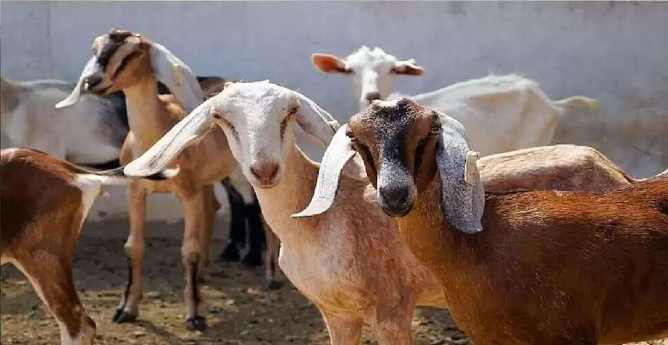 बिहार में अजगर की मौजूदगी से मची अफरातफरी