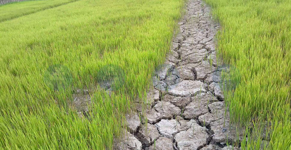 जोरहाट में सूखे की स्थिति से किसान चिंतित