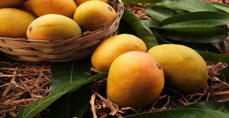 अमेरिका में भारतीय आमों की बढ़ती मांग: एक अनोखी कहानी