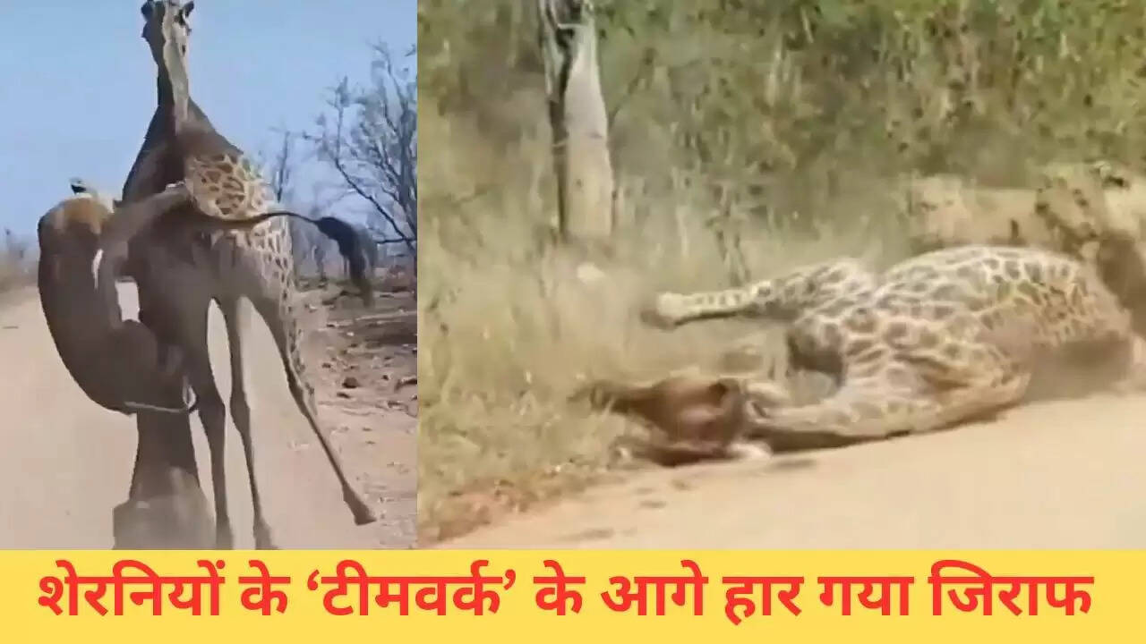 शेरनियों का जिराफ पर शिकार: एकता की शक्ति का अद्भुत उदाहरण
