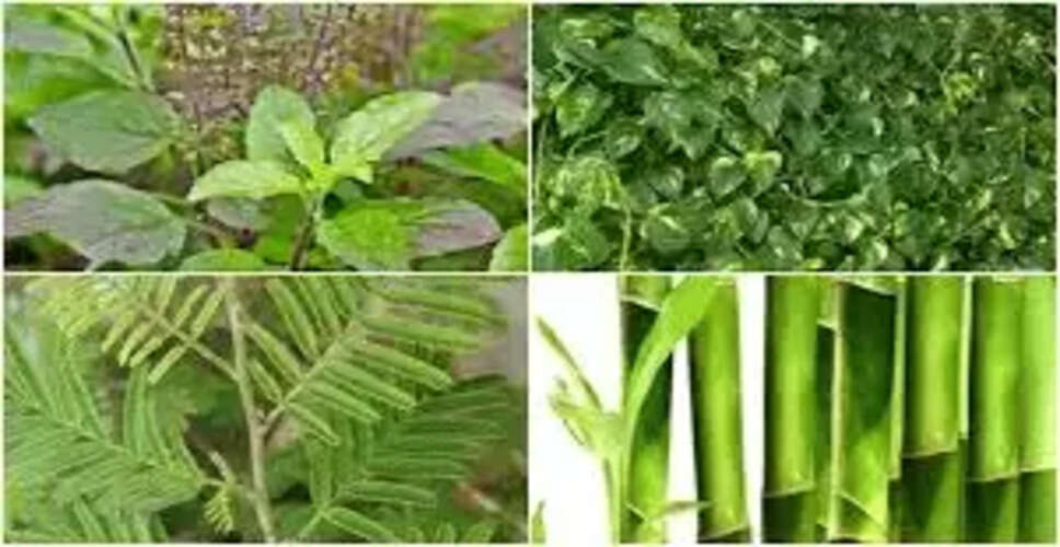 घर में न लगाएं ये पौधे, वरना होगी आर्थिक परेशानी