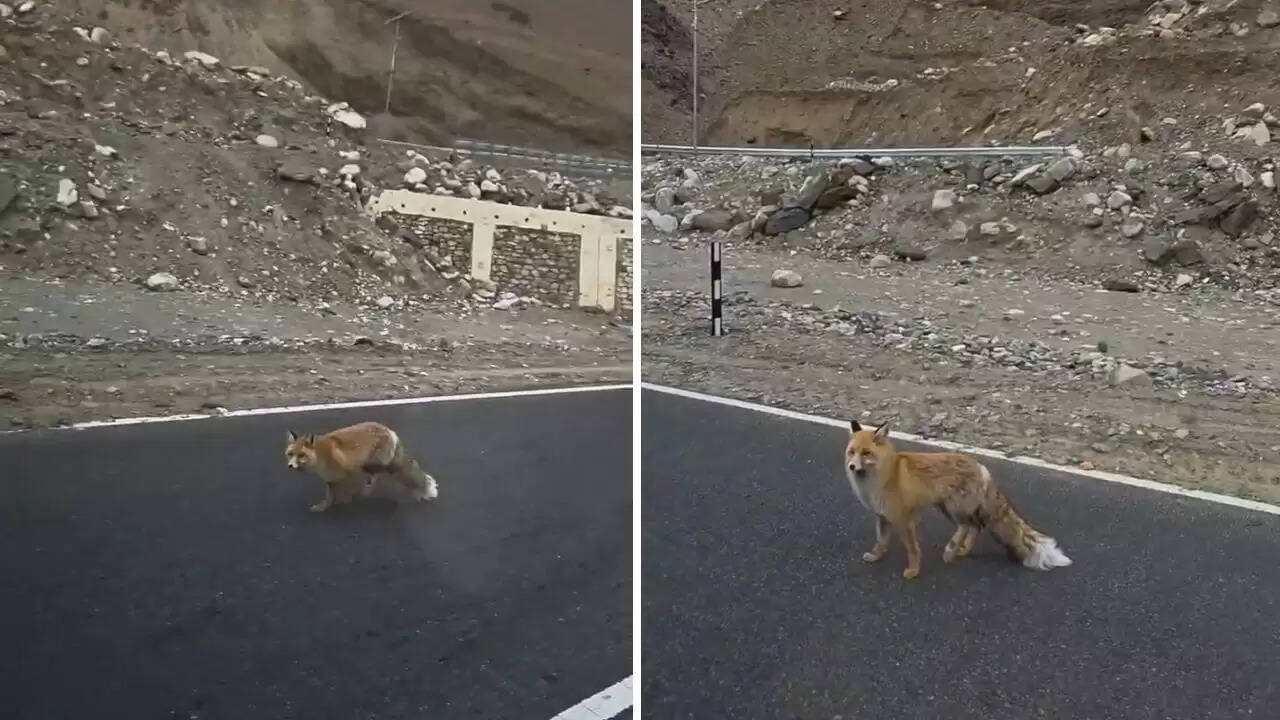 लद्दाख में लाल लोमड़ी का वायरल वीडियो: खूबसूरती के पीछे छिपी सच्चाई