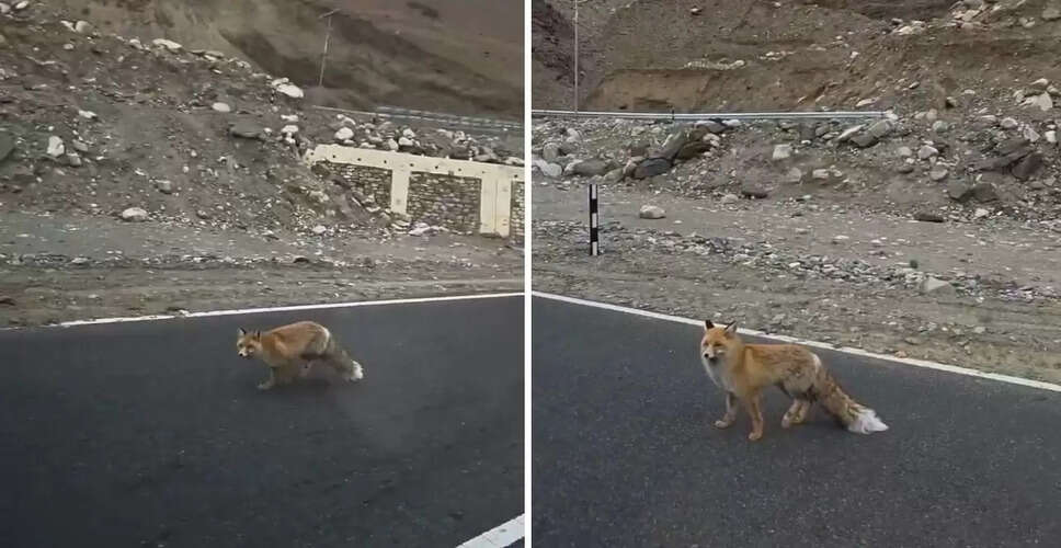 लद्दाख में लाल लोमड़ी का वायरल वीडियो: खूबसूरती के पीछे छिपी सच्चाई