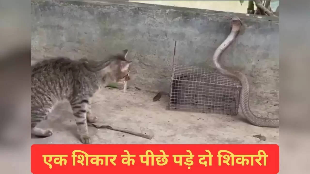 सांप और बिल्ली के बीच चूहे के लिए खतरनाक मुकाबला
