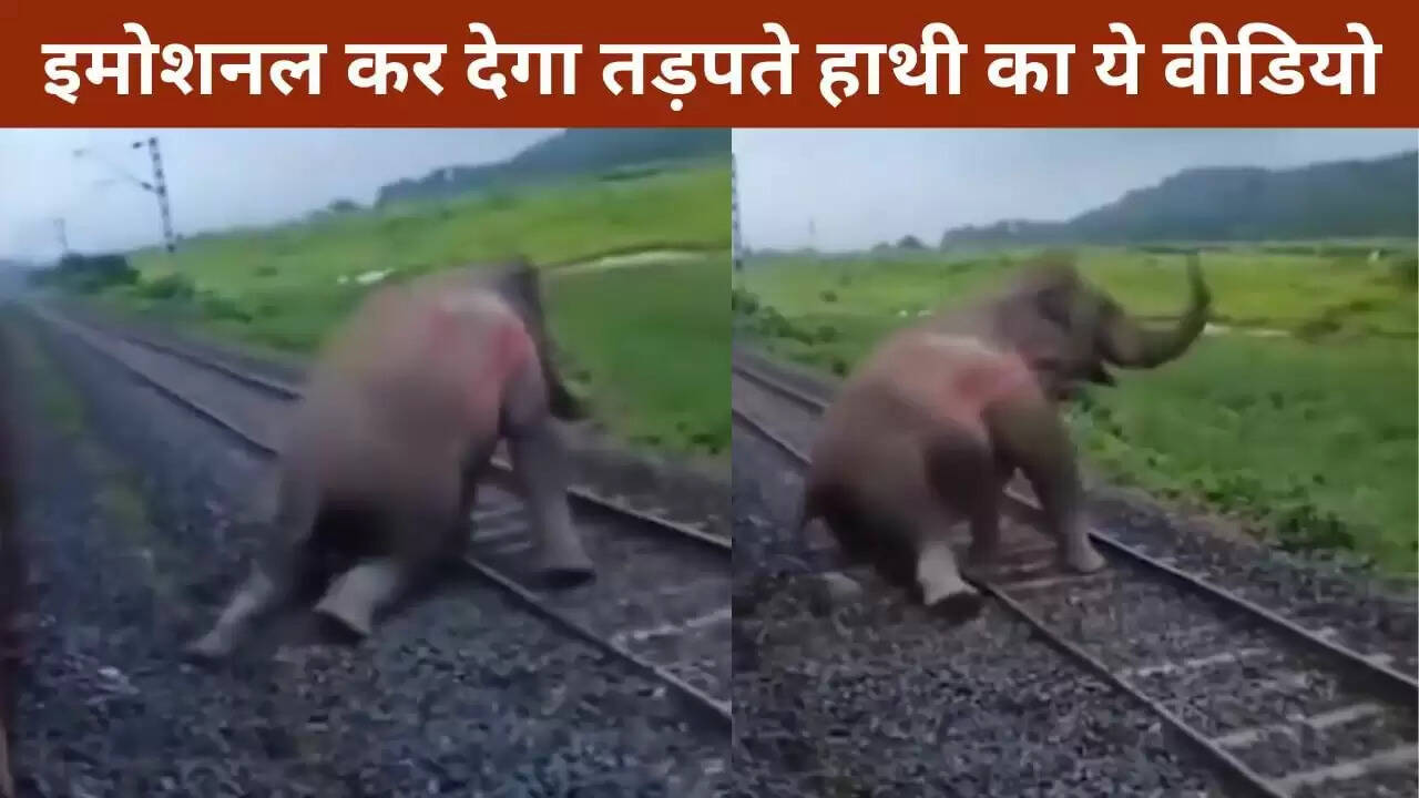 ट्रेन हादसे में घायल हाथी का दर्दनाक वीडियो हुआ वायरल