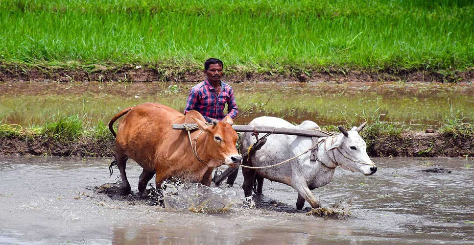 किसानों के लिए मोदी सरकार का महत्वपूर्ण निर्णय: अमेरिकी दबाव के बावजूद स्वदेशी हितों की रक्षा