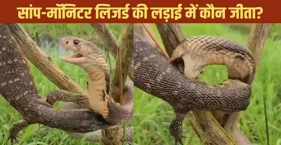 सांप और मॉनिटर लिजर्ड की भयानक लड़ाई का वायरल वीडियो