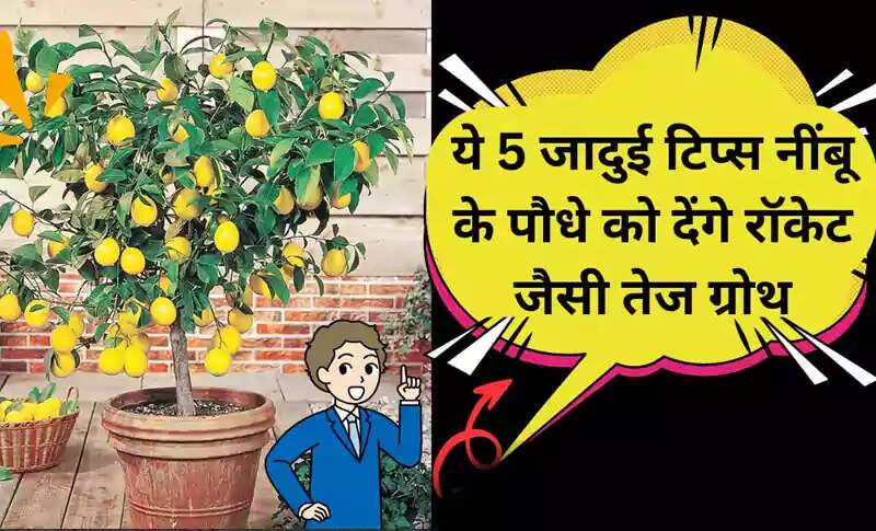 नींबू के पौधे के विकास के लिए 5 प्रभावी उपाय