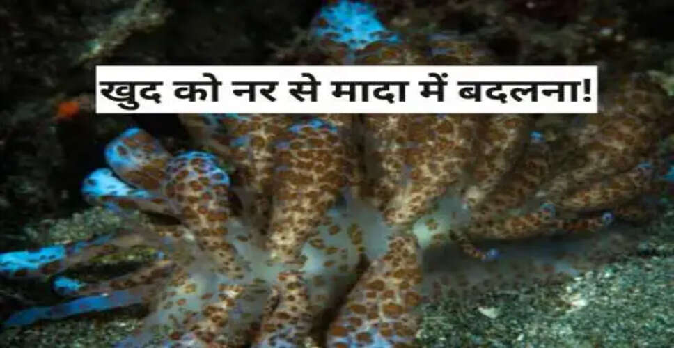 प्राकृतिक लिंग परिवर्तन करने वाली मछलियों की अद्भुत दुनिया