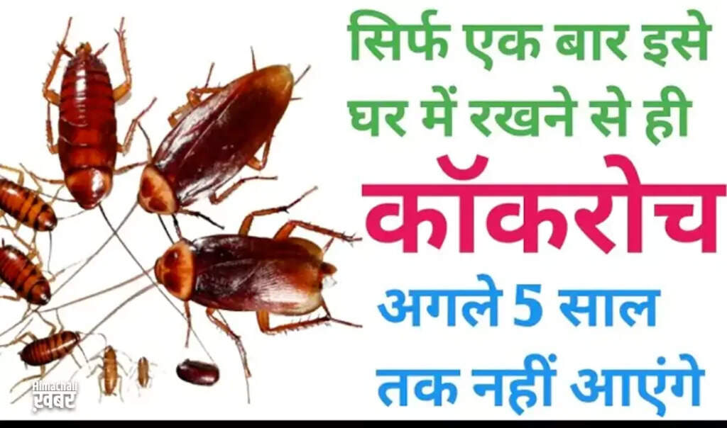 कॉकरोच से छुटकारा पाने के आसान घरेलू उपाय