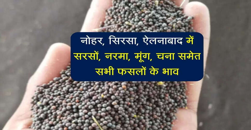 कपास के भाव में गिरावट: सिरसा और ऐलनाबाद मंडियों की ताजा जानकारी