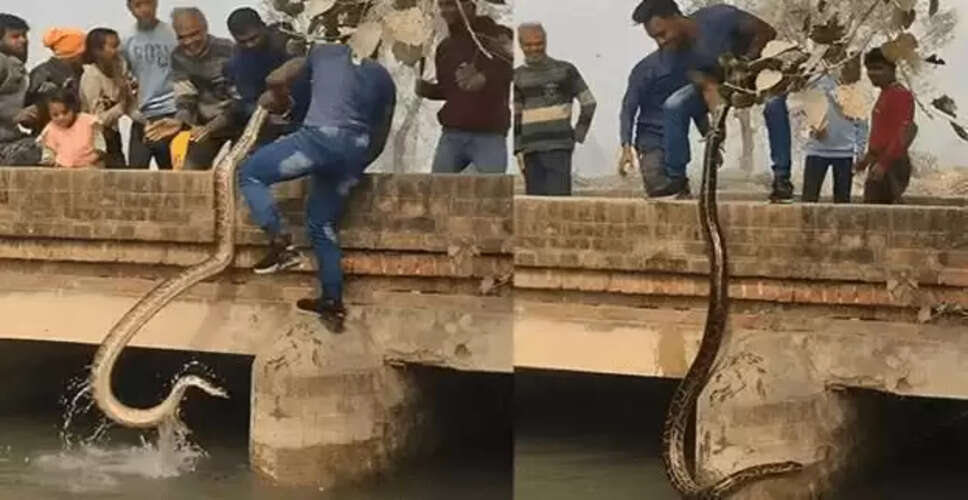 वीडियो में अजगर को खींचते हुए दिखा निडर व्यक्ति, इंटरनेट पर मचा हड़कंप