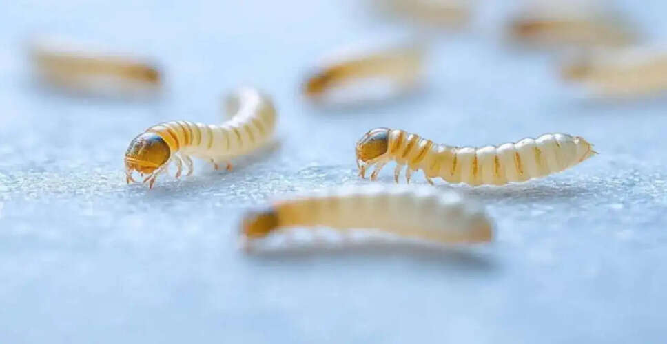 न्यू वर्ल्ड स्क्रूवॉर्म: अमेरिका में स्वास्थ्य अधिकारियों की नई पहल