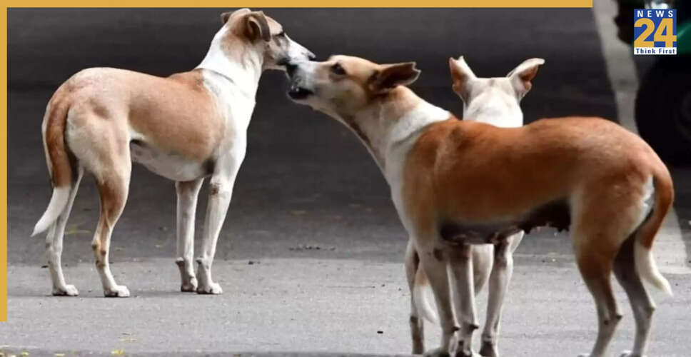 बेंगलुरु में कुत्ते के काटने से चार महीने बाद बच्ची की मौत