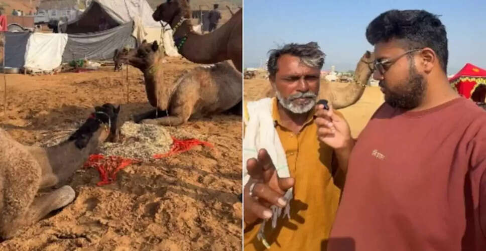 ऊंटों की पानी पीने की आदत पर दिलचस्प वीडियो वायरल