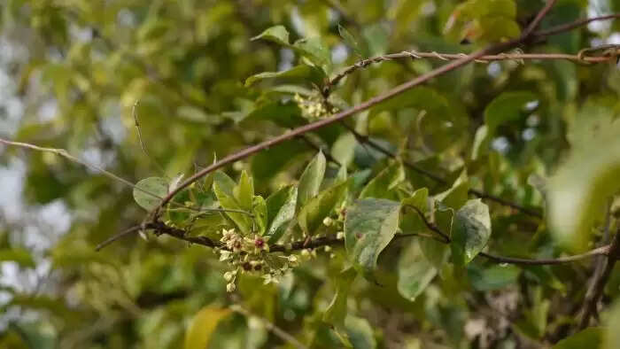 दमबेल पौधे के अद्भुत लाभ और सावधानियाँ