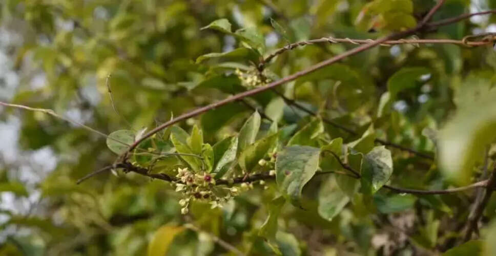 दमबेल पौधे के अद्भुत लाभ और सावधानियाँ