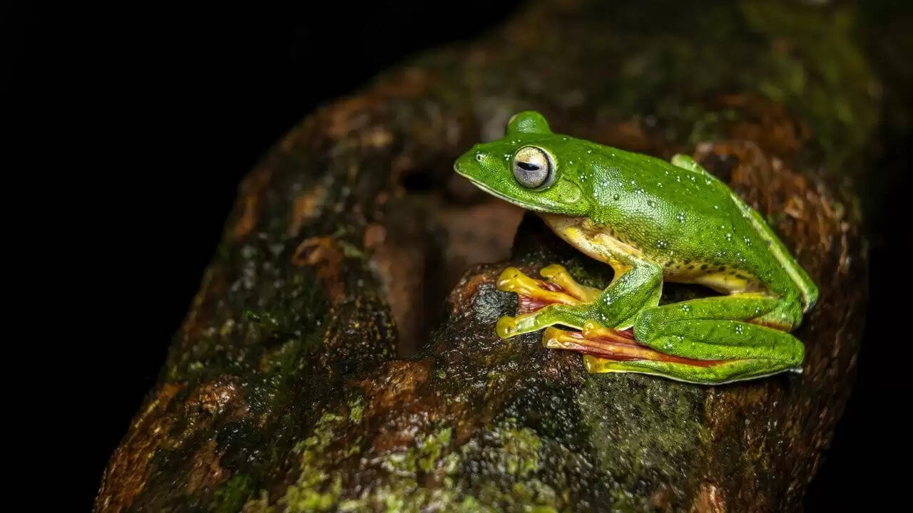 जापान के ट्री फ्रॉग से मिली नई एंटीकैंसर दवा: क्या एक डोज से कैंसर का इलाज संभव है?
