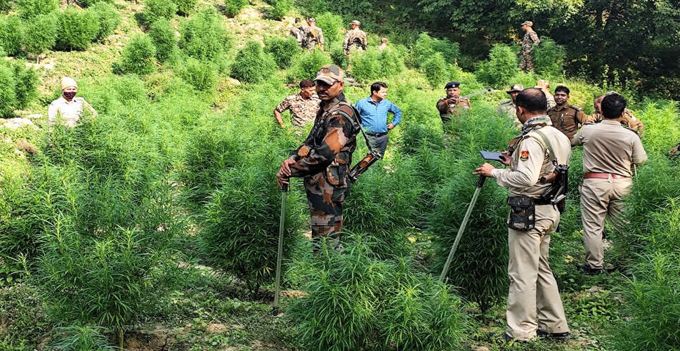 त्रिपुरा में नशीली दवाओं के खिलाफ बड़ा अभियान: 27 करोड़ रुपये की गांजे की फसल नष्ट