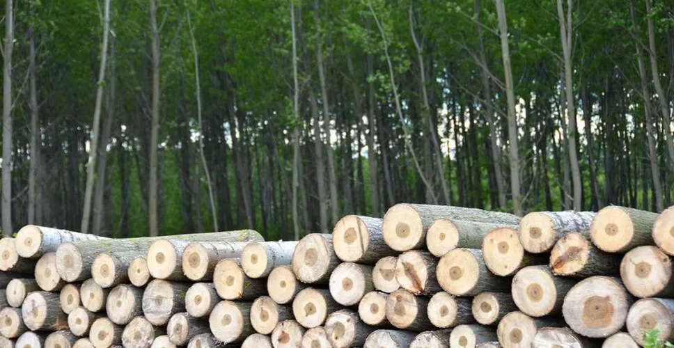 कमरूप में लकड़ी तस्करों की नई तकनीक: बैटरी चालित चेनसॉ का उपयोग