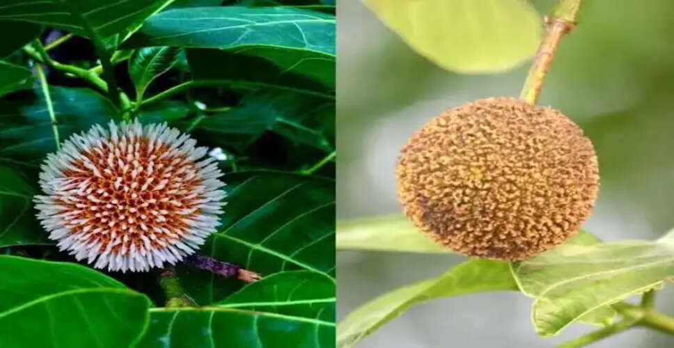 कदंब फल: स्वास्थ्य के लिए अद्भुत लाभ