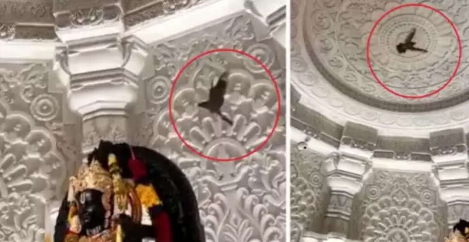 अयोध्या में राम मंदिर के पास पक्षियों की अनोखी उपस्थिति
