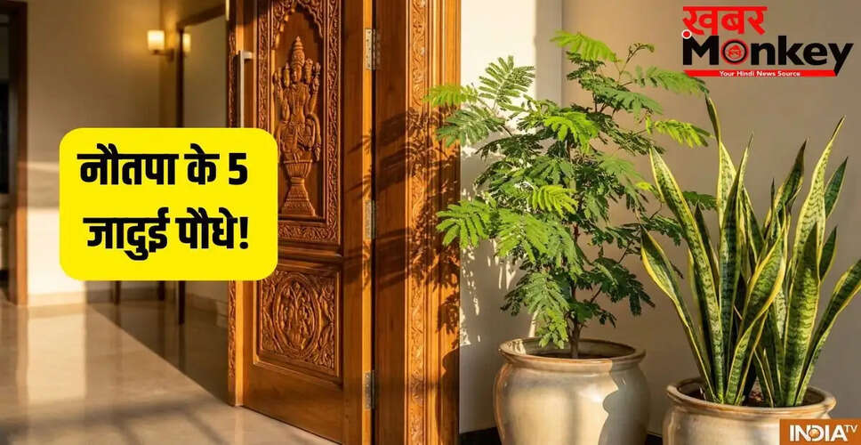 नौतपा में घर लाने के लिए 5 भाग्यशाली पौधे