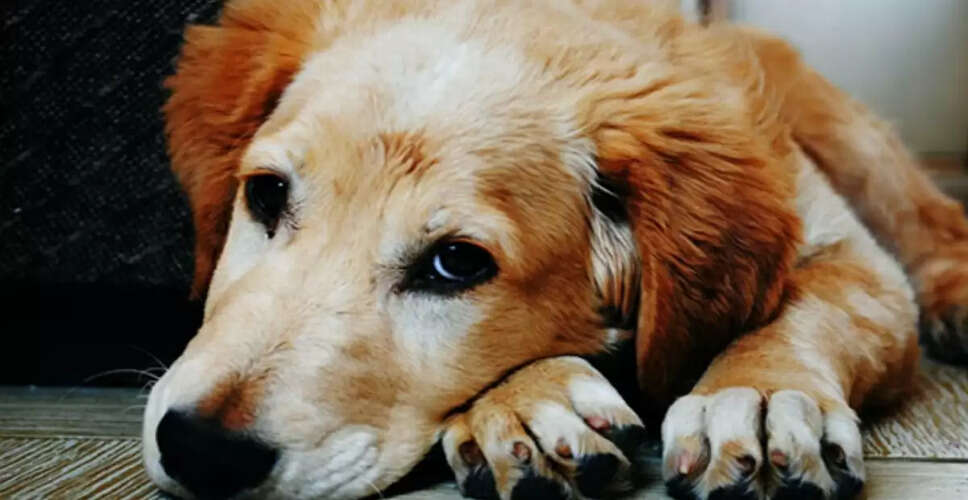 बेंगलुरु में महिला पर पालतू कुत्ते की हत्या का आरोप, तंत्र-मंत्र का संदेह