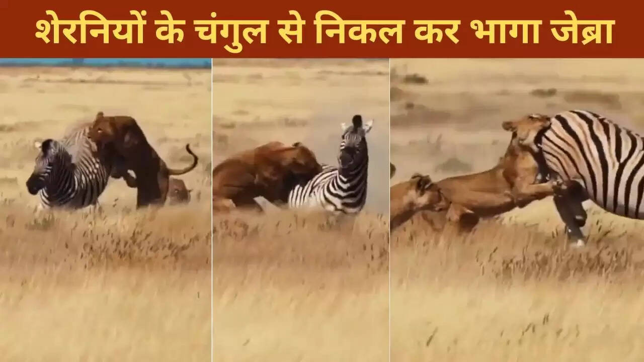 जेब्रा की अद्भुत हिम्मत: शेरनियों से बचने का वायरल वीडियो