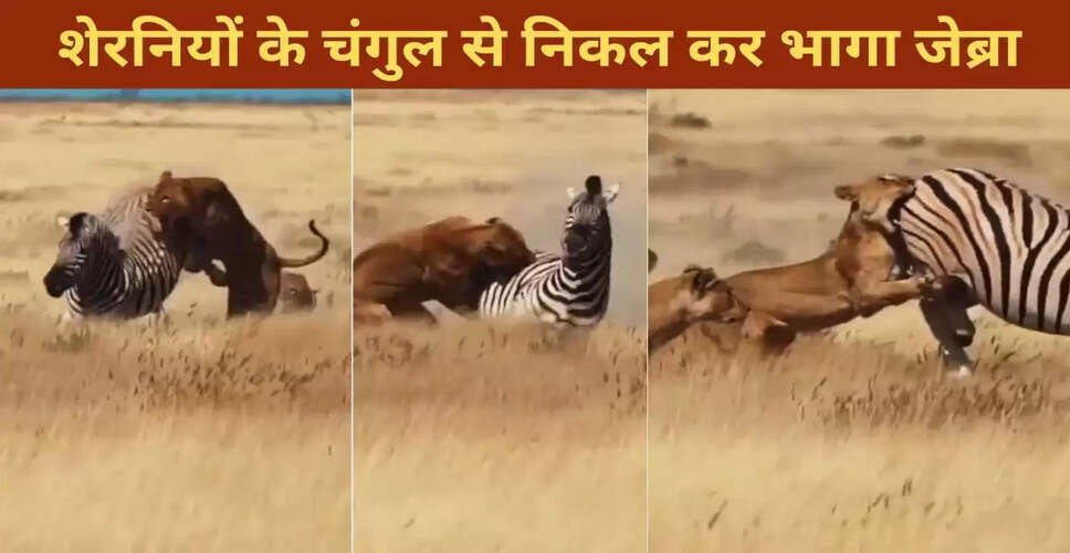 जेब्रा की अद्भुत हिम्मत: शेरनियों से बचने का वायरल वीडियो