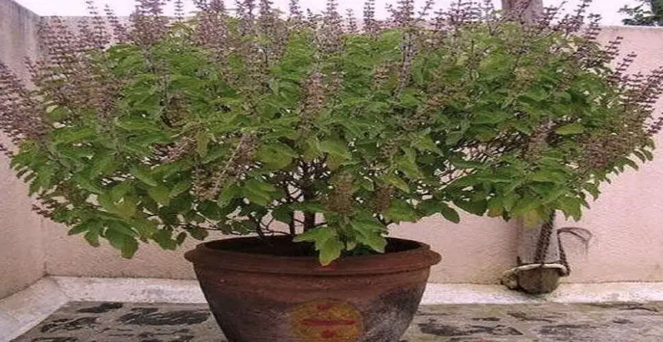 तुलसी का पौधा: घर में मुसीबतों का संकेत